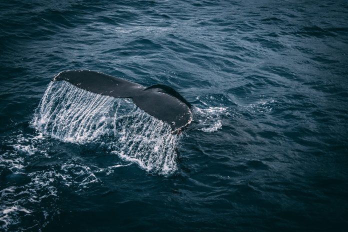 El ballenato sin vida fue encontrado en una zona rocosa de la playa en conchas chinas