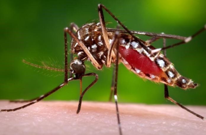 Dengue en Jalisco: Puerto Vallarta lidera casos