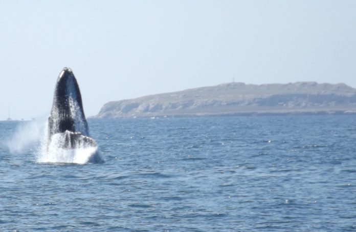 Temporada de avistamiento de ballenas llega a su fin en Jalisco y Nayarit
