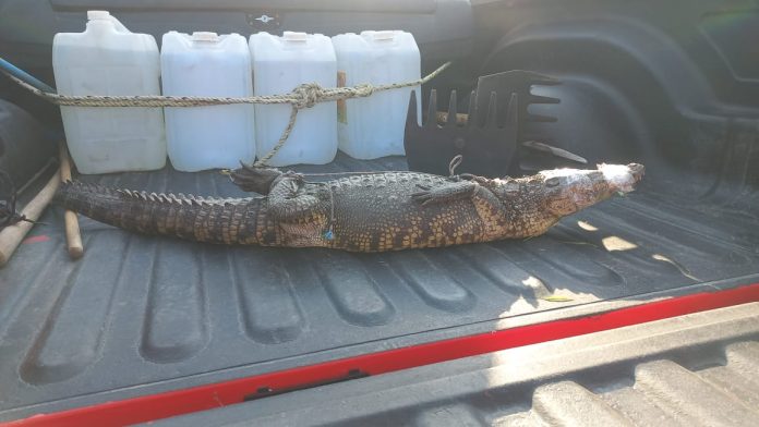 Capturan cocodrilo en el río Zula en Ocotlán, Jalisco