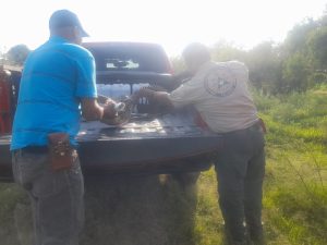 Capturan cocodrilo en el río Zula en Ocotlán, Jalisco