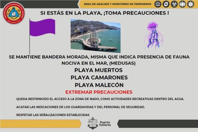Medusas causan bandera morada en playas de Vallarta