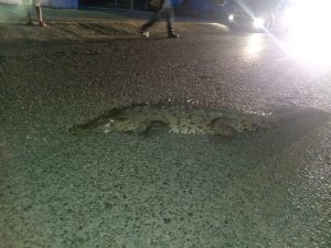 Cocodrilo muere atropellado en Nuevo Vallarta