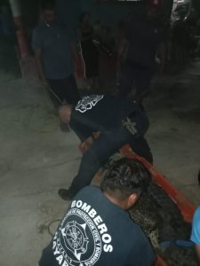 Cocodrilo adulto fue capturado en La Peñita