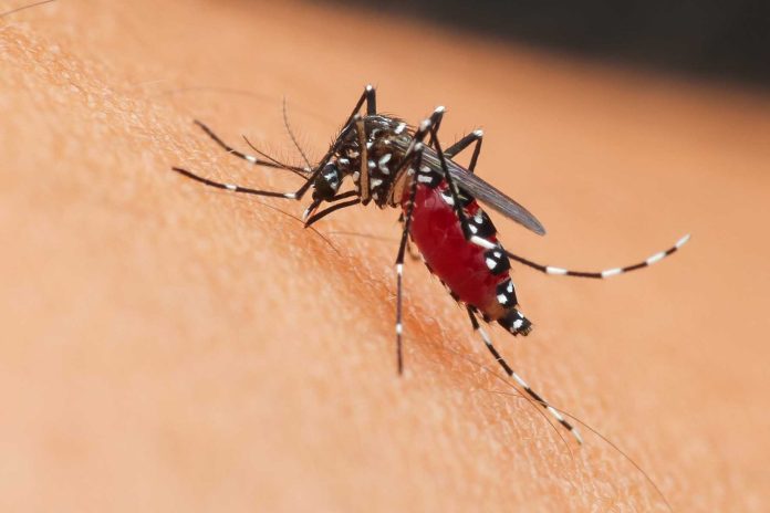 En Puerto Vallarta se han presentado 66 casos de dengue