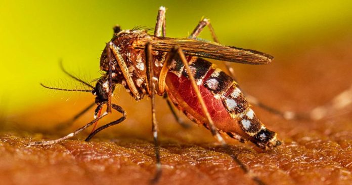 151 casos de dengue en Jalisco y 75 en Puerto Vallarta