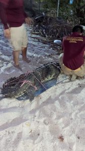 Capturan a un cocodrilo de 2.5 metros, mismo que fue reubicado por Protección Civil en las playas de Bucerías