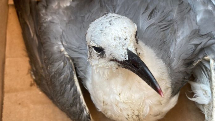 Guardavidas Nayarit rescatan ave lesionada en playa de Bahía de Banderas, Nayarit, se trataba de una gaviota