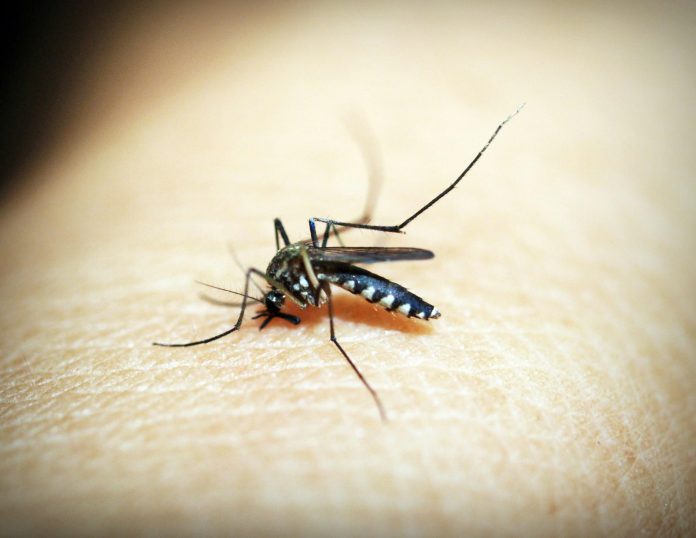 Los casos de dengue en Puerto Vallarta aumentan a 81 en 2024, según el reporte de la semana epidemiológica número 19