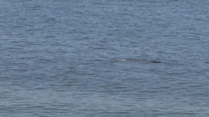 La bandera morada en playa Bucerías advierte a los bañistas sobre la presencia de un cocodrilo y los riesgos asociados.