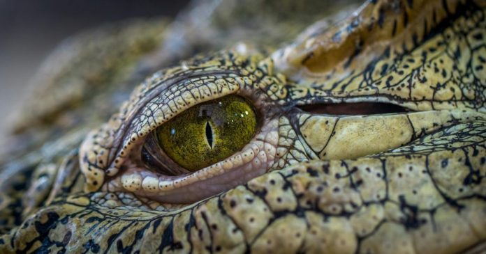 Medidas ante avistamientos de cocodrilos jovenes en Vallarta y Bahía de Banderas durante temporada de lluvias