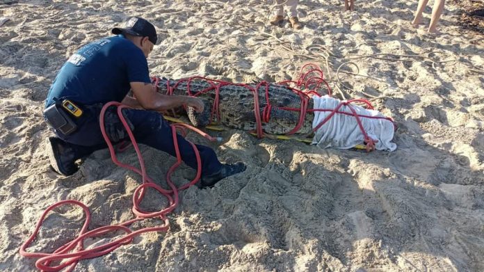 Un cocodrilo de más de 2 metros de largo fue capturado en el municipio de Bahía de Banderas y trasladado a una zona segura