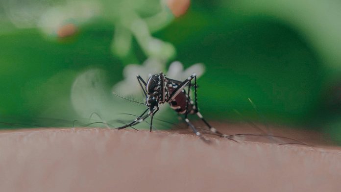 Empresarios son informados de medidas para combatir dengue, implementándolas tras recomendaciones de la Secretaría de Salud