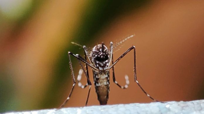 Más casos de dengue, pues aumentan de 128 a 137 en una semana en la región Costa Norte-Sierra Occidental, liderada por Puerto Vallarta