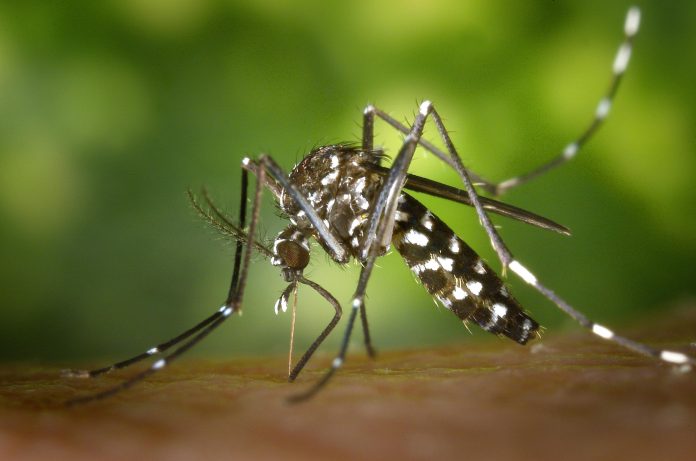 Incrementan casos de dengue en la región Costa Norte-Sierra Occidental, de 128 a 137 en una semana, con Puerto Vallarta liderando la lista