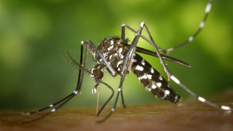 143 casos de Dengue en región Costa-Sierra