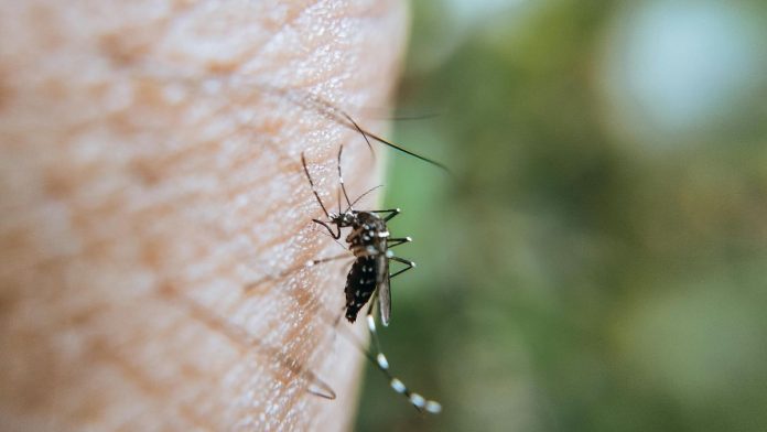 Jalisco elimina casi 6 mil toneladas de criaderos de dengue y supervisa viviendas, escuelas y espacios públicos