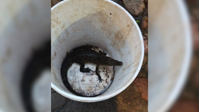 Bomberos de Nayarit reubican cría de cocodrilo en Bahía de Banderas, atendiendo reporte en playa de la Cruz de Huanacaxtle