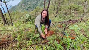 Plantarán 60 Mil pinos en Talpa de Allende. Reforestación tras incendios devastadores con la meta de 60 mil pinos plantados