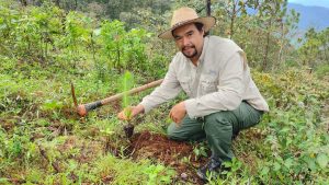 Plantarán 60 Mil pinos en Talpa de Allende. Reforestación tras incendios devastadores con la meta de 60 mil pinos plantados