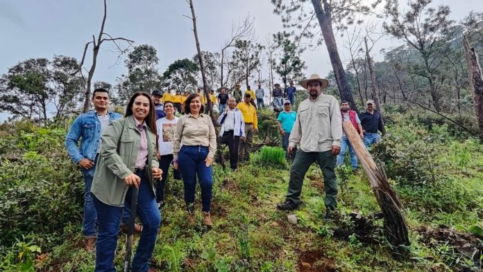 Plantarán 60 Mil pinos en Talpa de Allende. Reforestación tras incendios devastadores con la meta de 60 mil pinos plantados