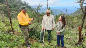 Plantarán 60 Mil pinos en Talpa de Allende. Reforestación tras incendios devastadores con la meta de 60 mil pinos plantados