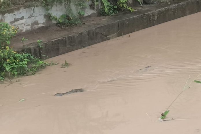 Avistamiento de cocodrilo de dos metros en Los Portales