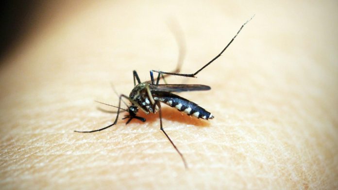 Aumentan contagios de dengue en Puerto Vallarta. La región Costa Norte-Sierra Occidental registra 308 casos de dengue