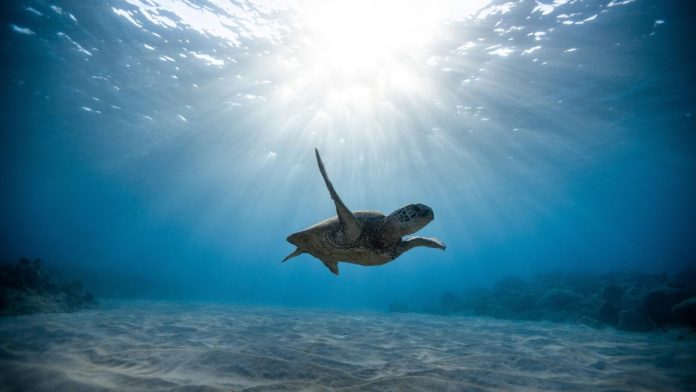 Declaran 23 playas en Jalisco como Área Natural Protegida para preservar y poder proteger a las tortugas marinas