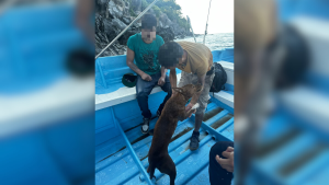 Policía Estatal Turística y Protección Ciudadana localizan a dos personas y su perro que se reportaban extraviadas en Playa del Toro