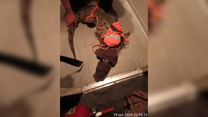 Bomberos de Nayarit capturaron y reubicaron a reptiles, específicamente a una serpiente y un cocodrilo en zonas urbanizadas