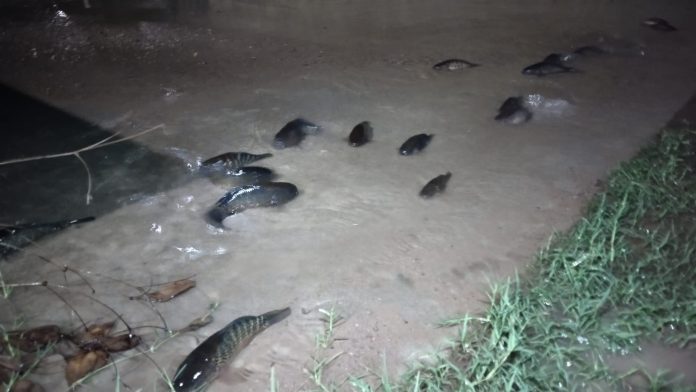 Presencia de peces genera sorpresa en la Villas Universidad