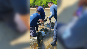 Reubicaron cocodrilo los Bomberos en San Blas, Nayarit