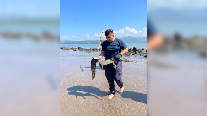 Reubicaron cocodrilo los Bomberos en San Blas, Nayarit