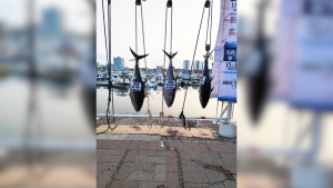 68° Torneo Internacional de Pesca reúne a equipos en busca de grandes capturas en el Malecón de Marina Vallarta